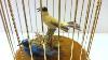 Swiss Reuge Singing Birds Bird Cage Automaton Double Birds